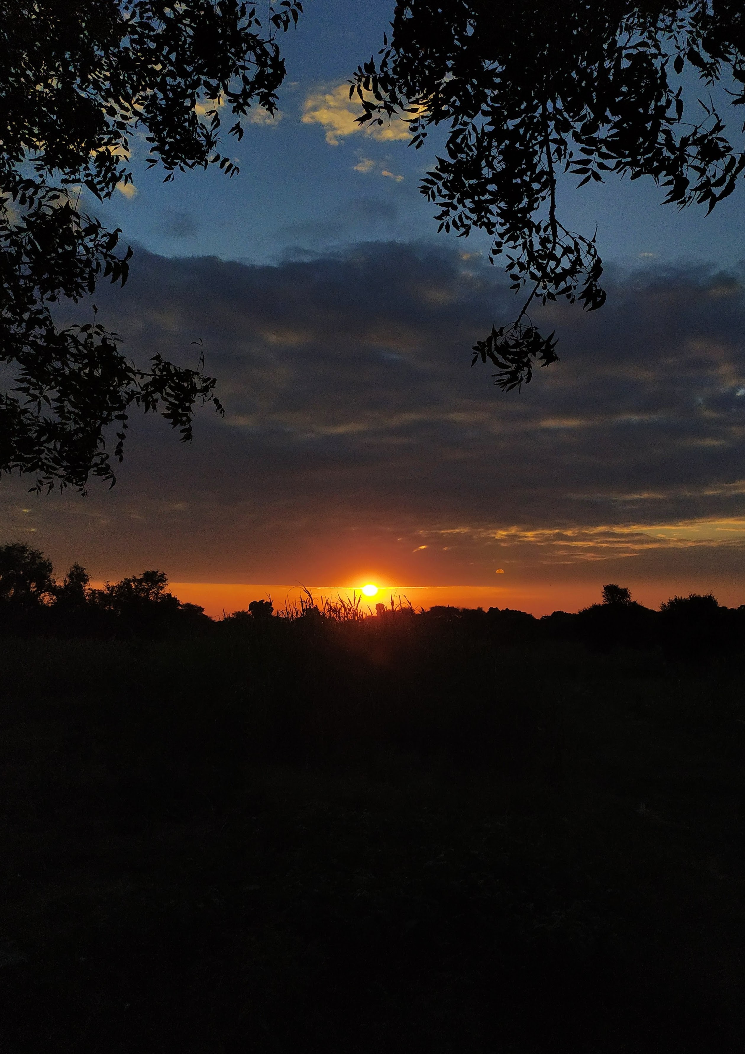Sunset Held at the Tree Line