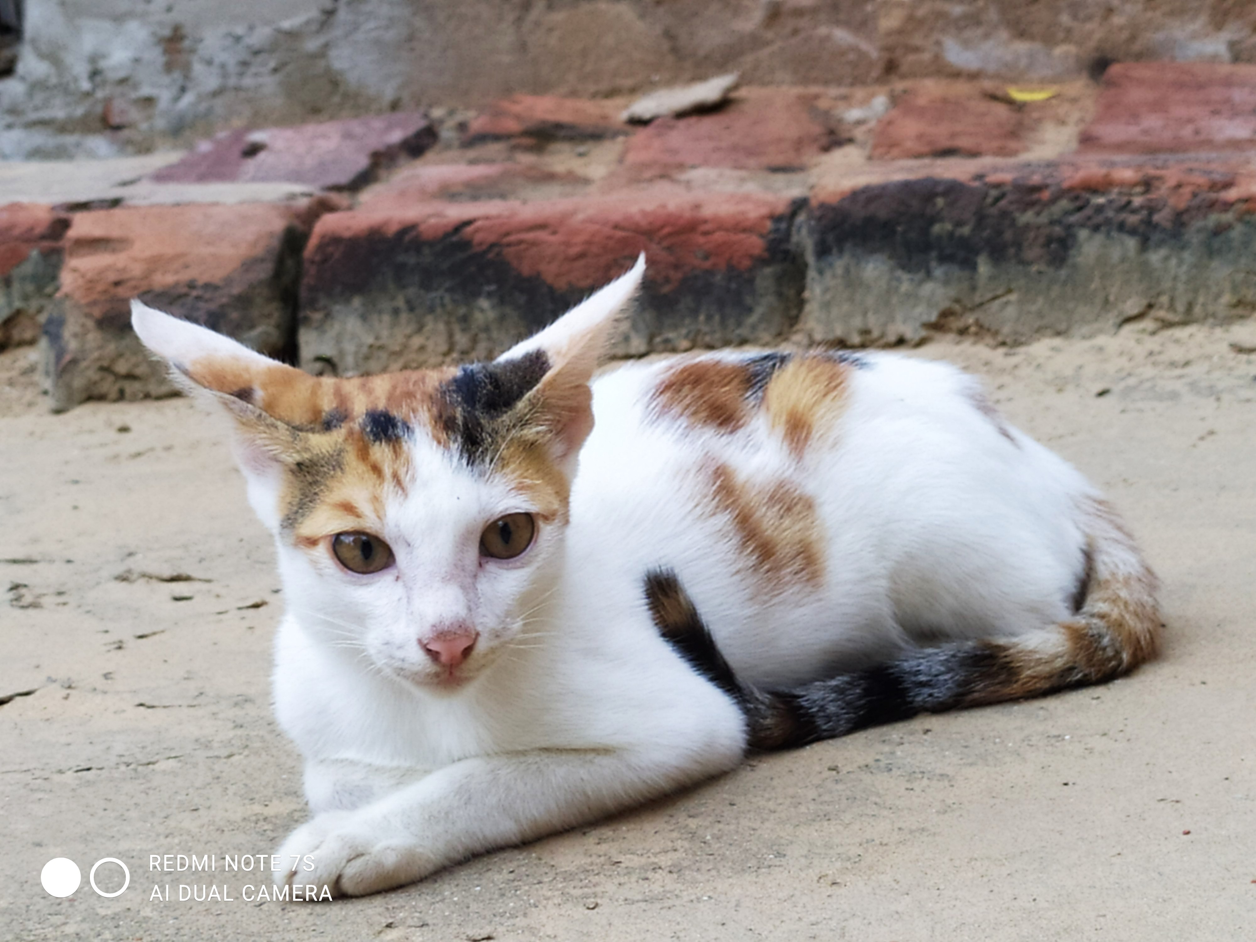 Resting Cat on Warm Stone