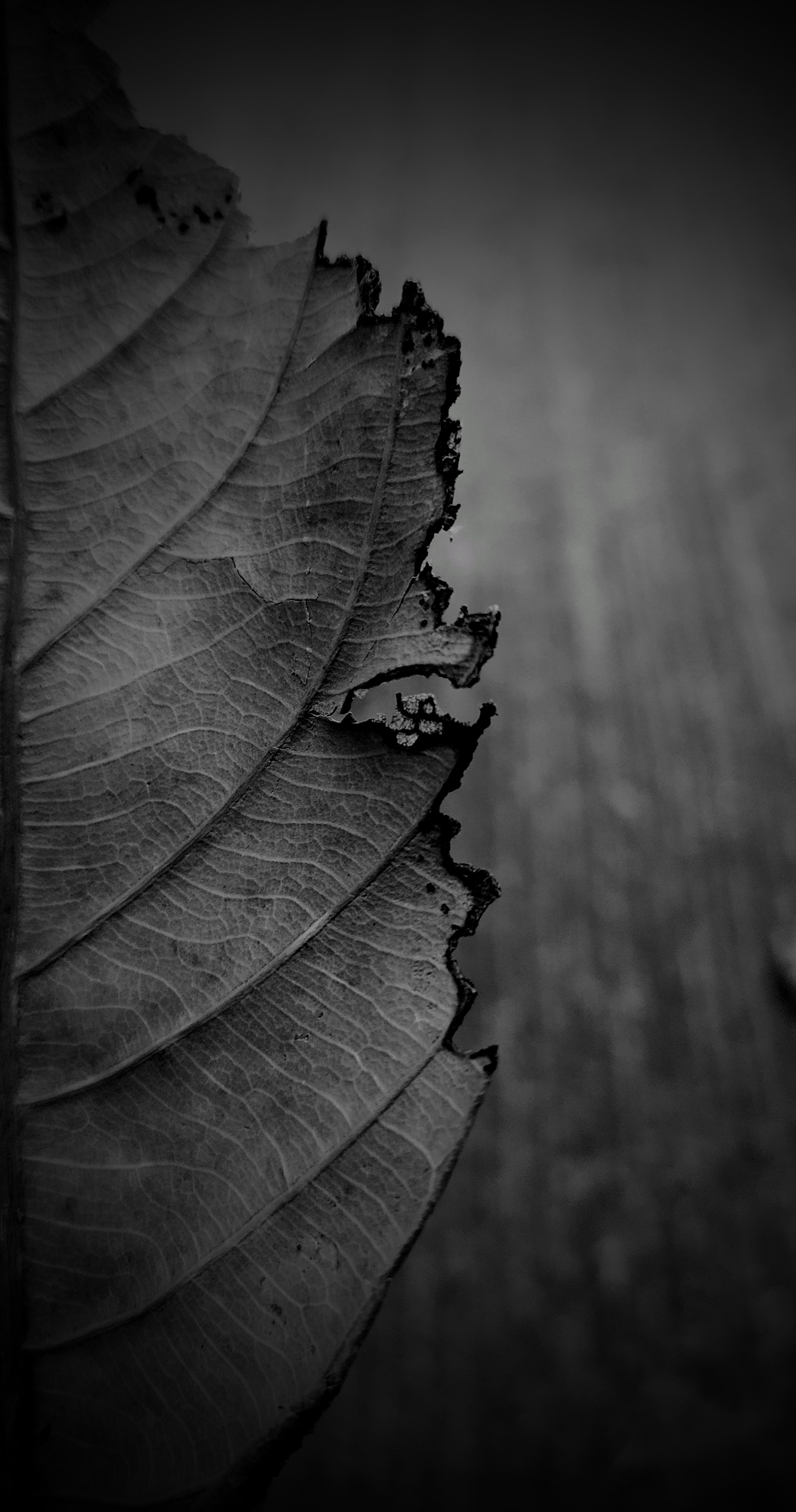 Leaf Vein Study