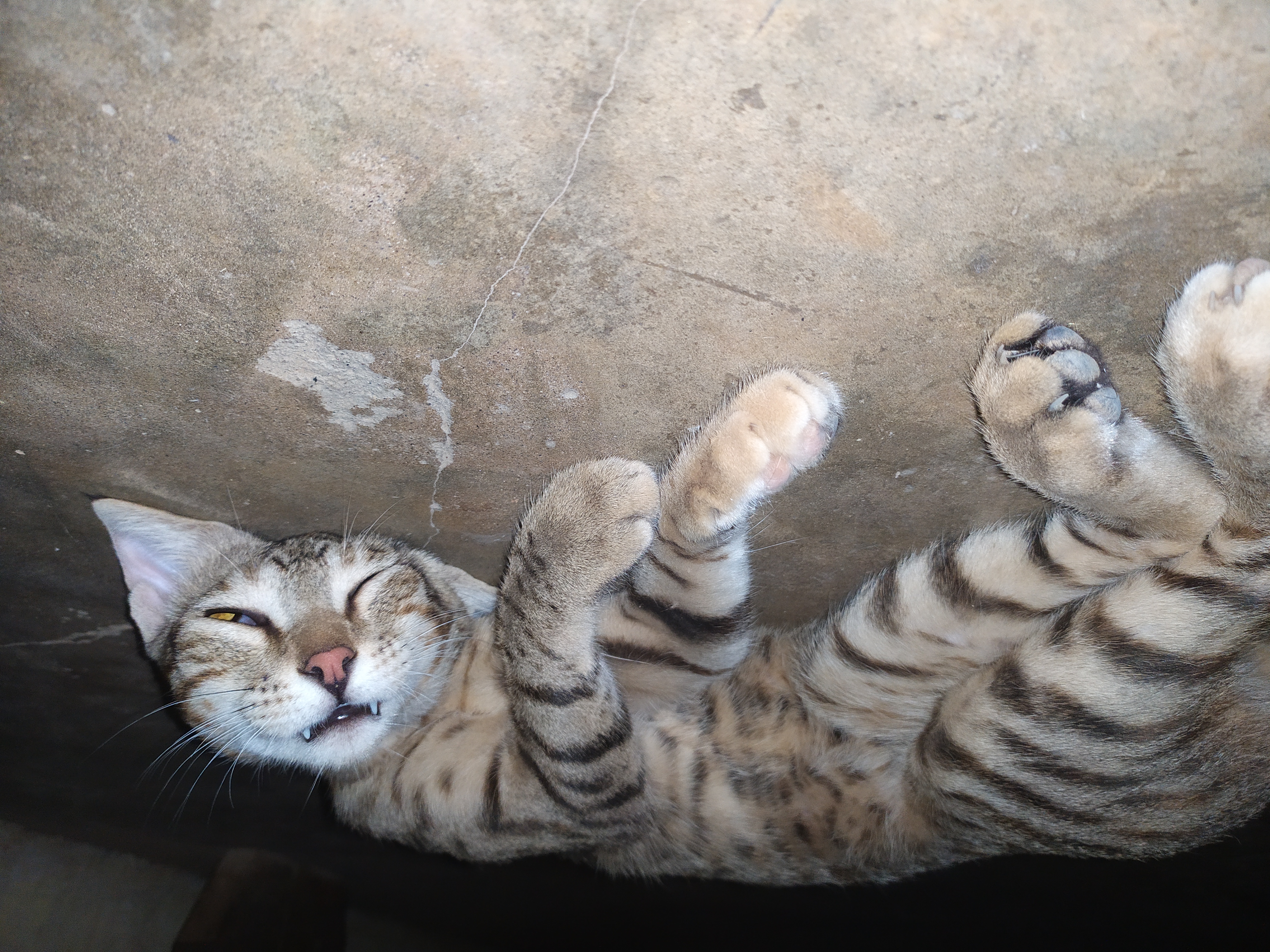 Spotted Cat, Upside Down