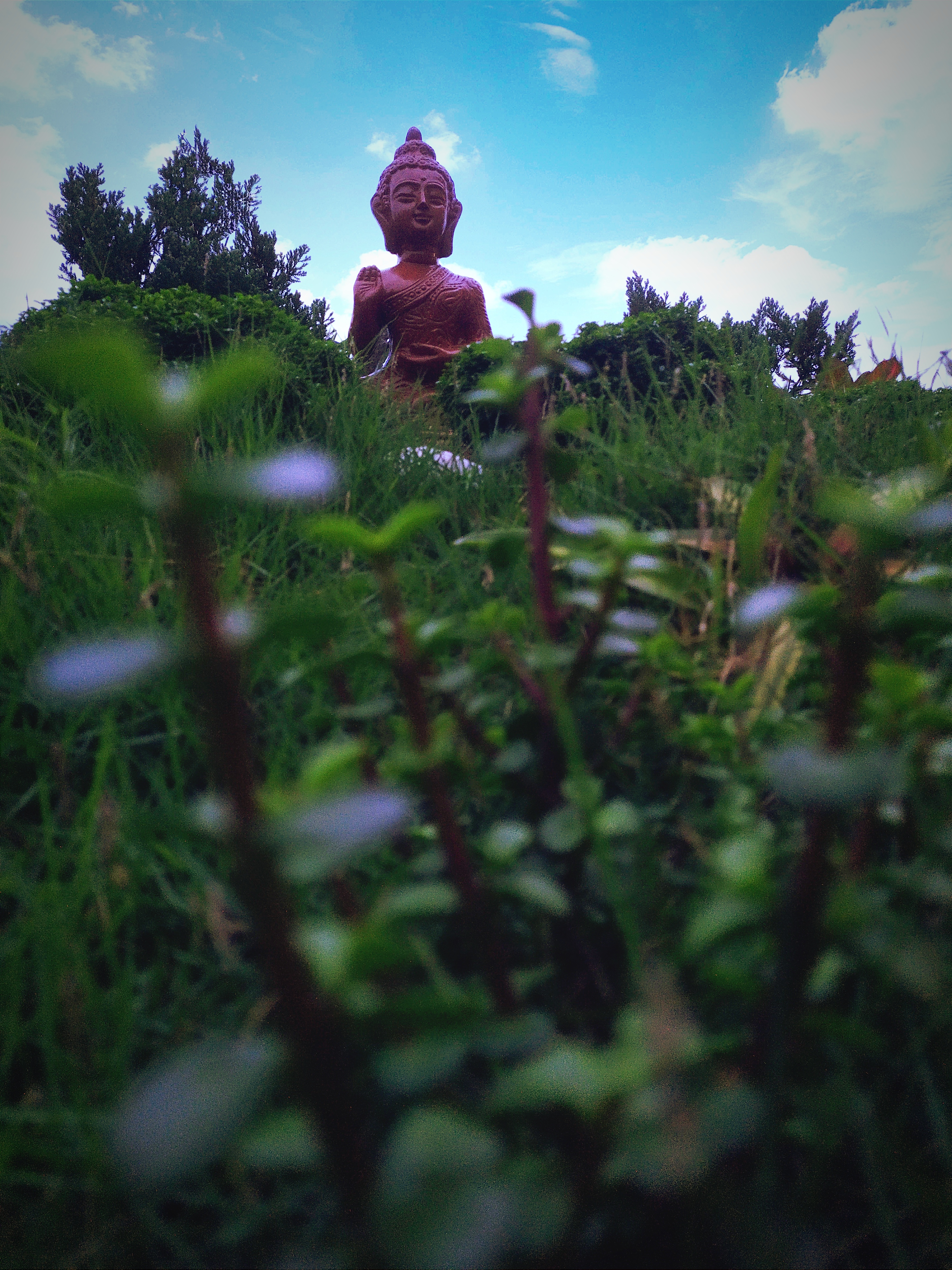 Grass Blades and Soft Blur