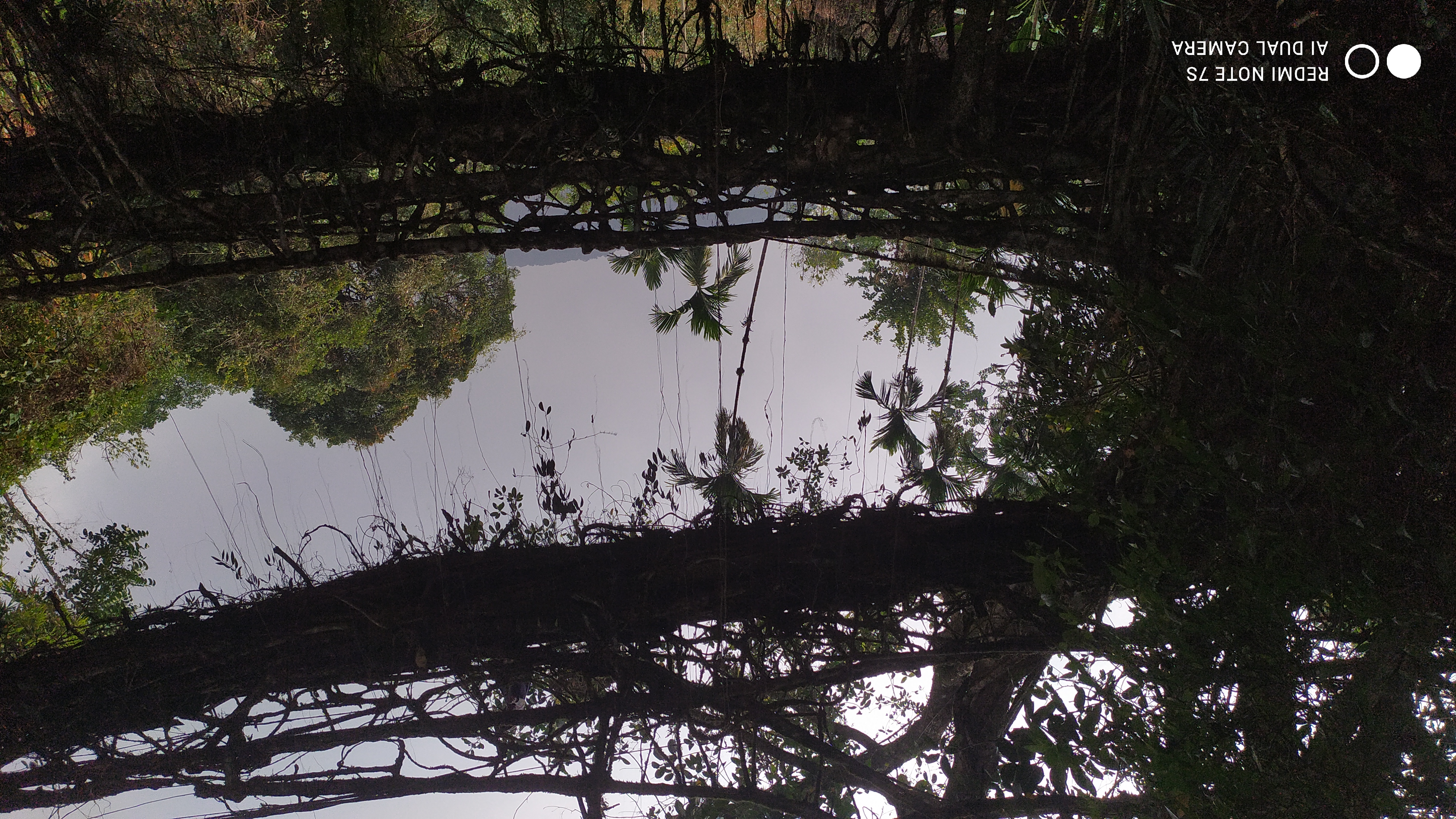 Trees Framing the Sky