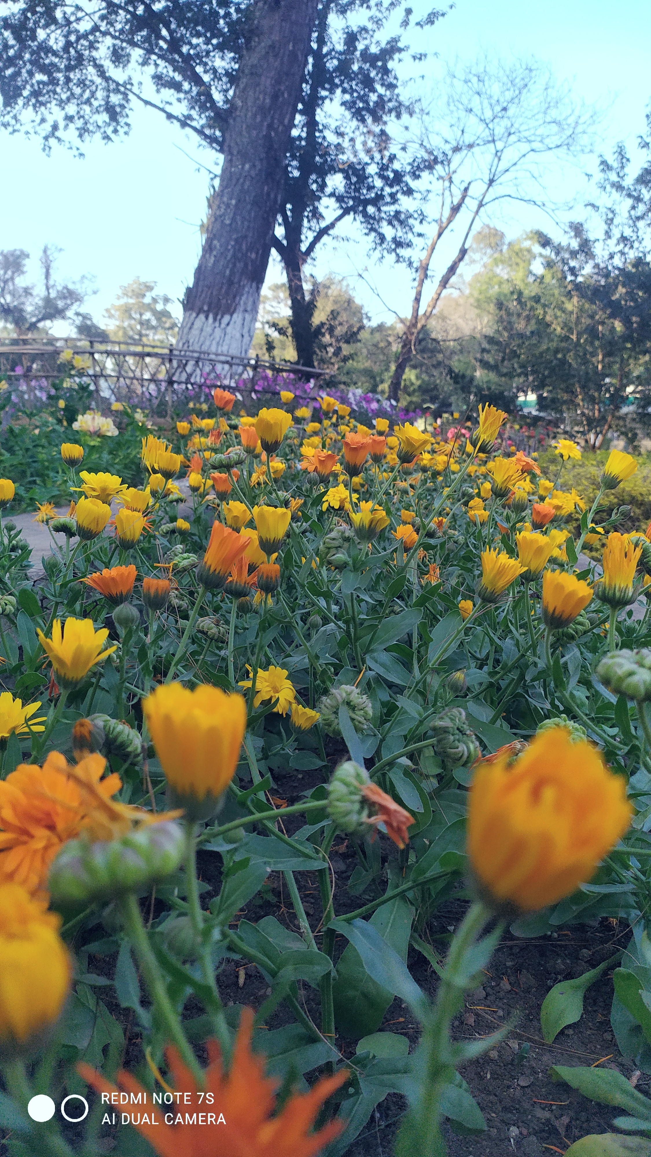 Yellow Blooms in Full Spread