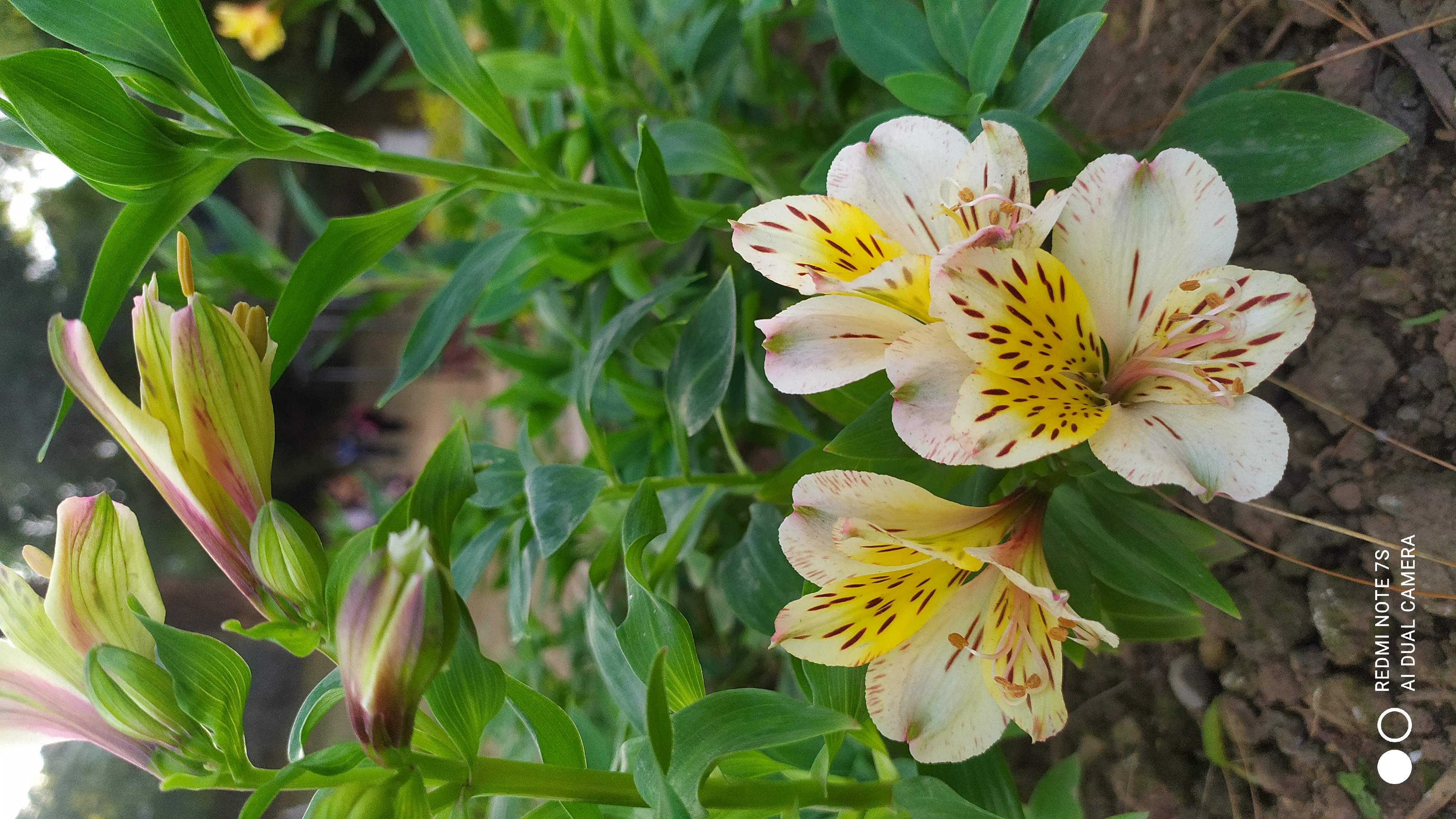 White Lily with Speckled Petals