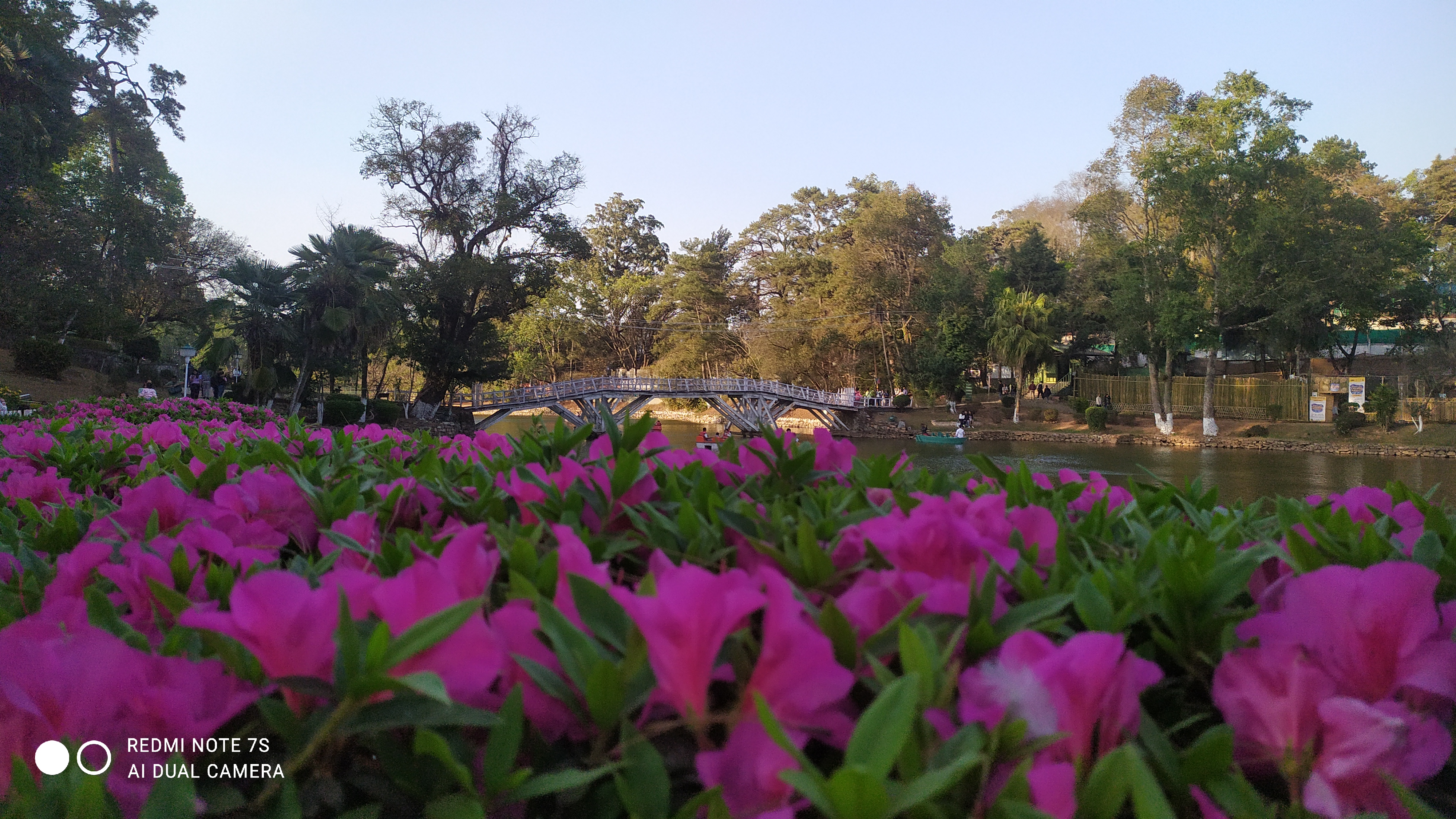 Magenta Bed in the Park