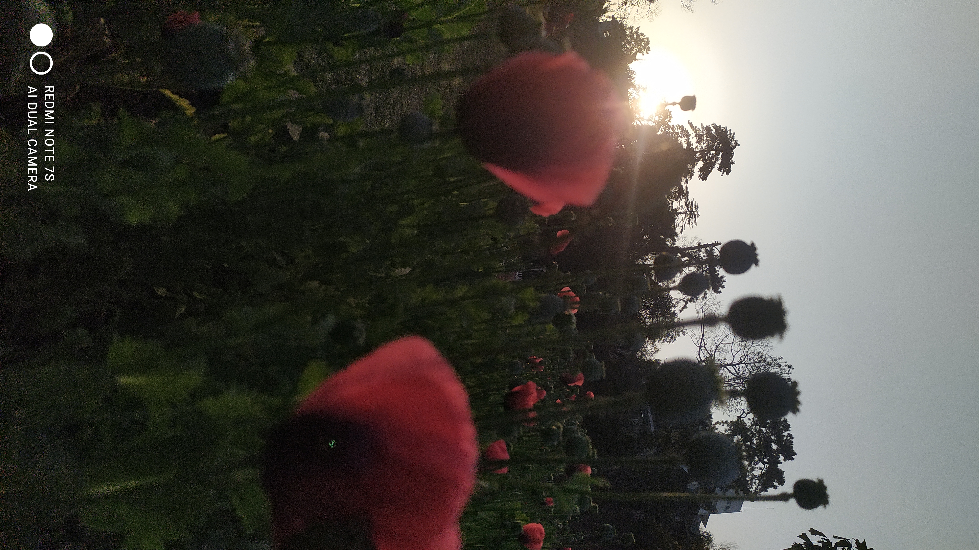 Backlit Flower Heads