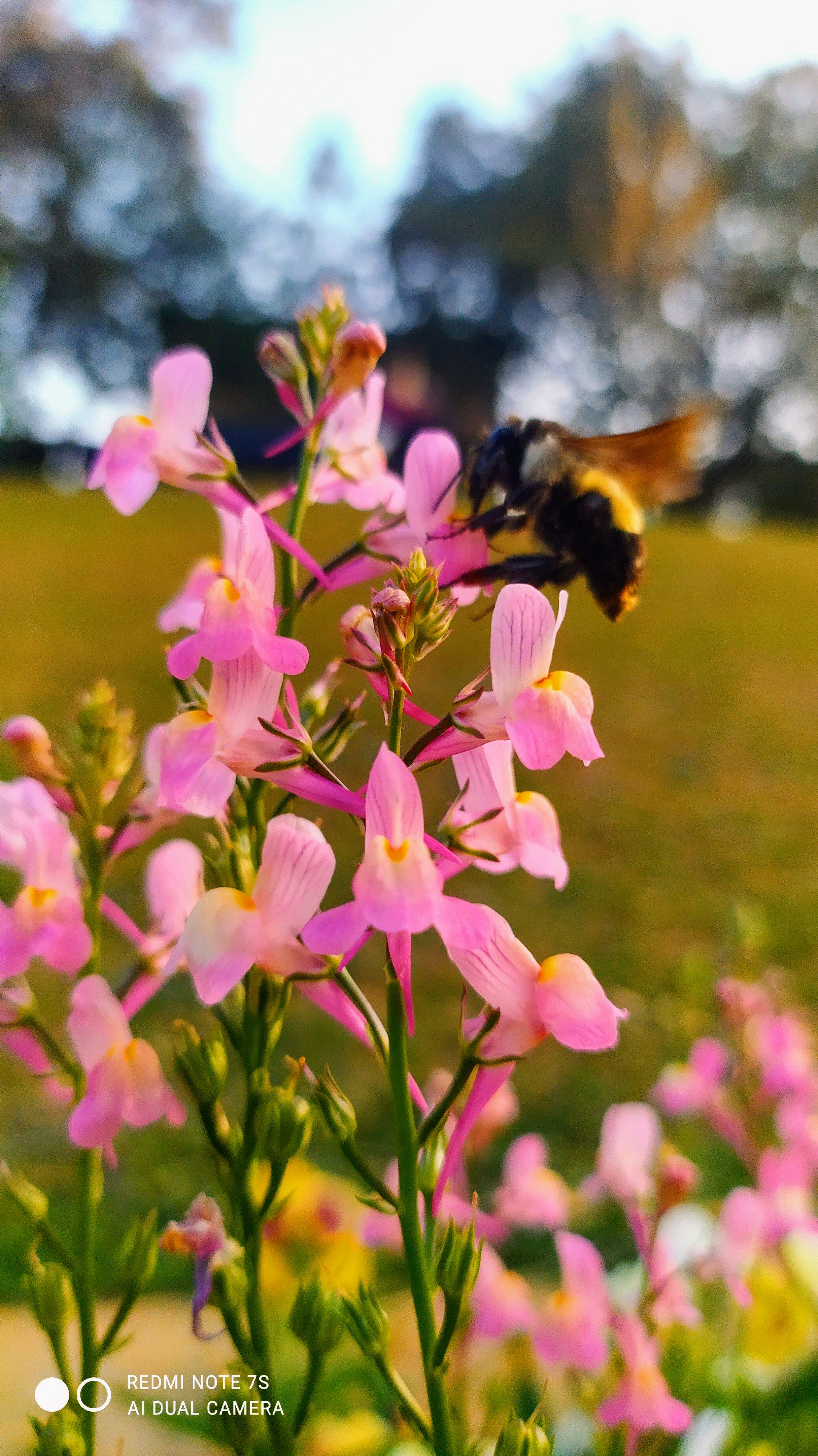 Pink Blossom with a Bee