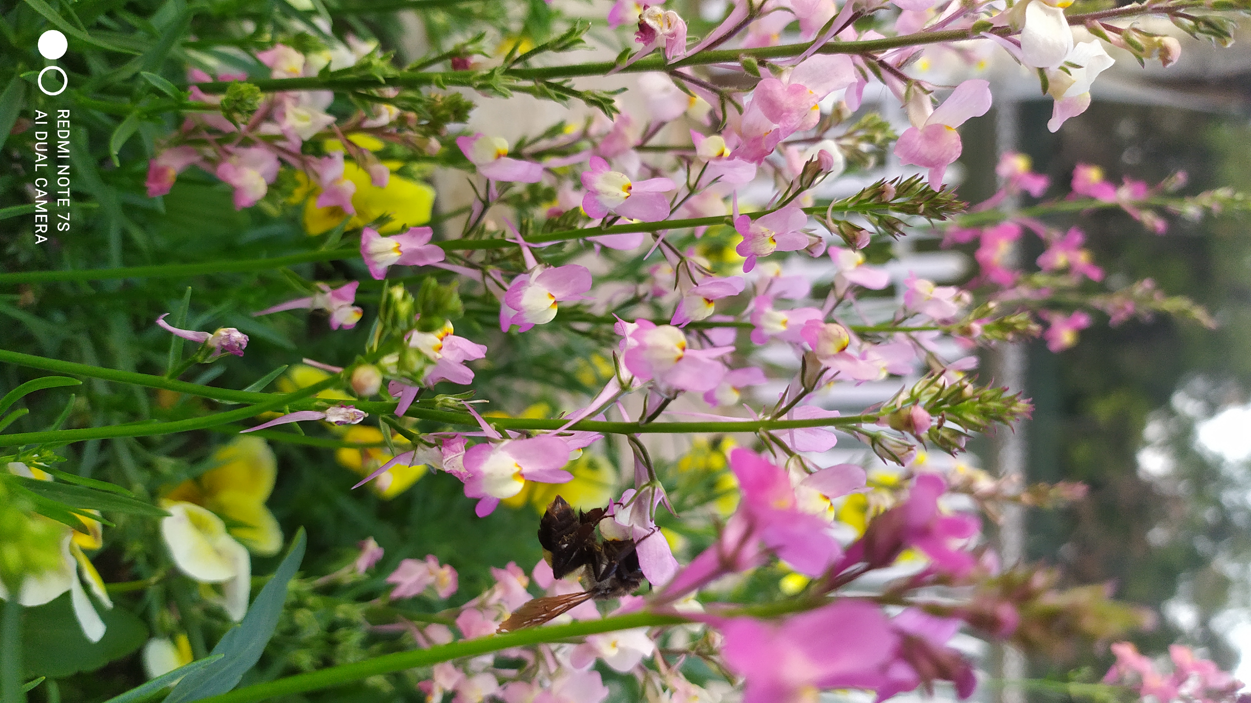 Branches of Soft Pink