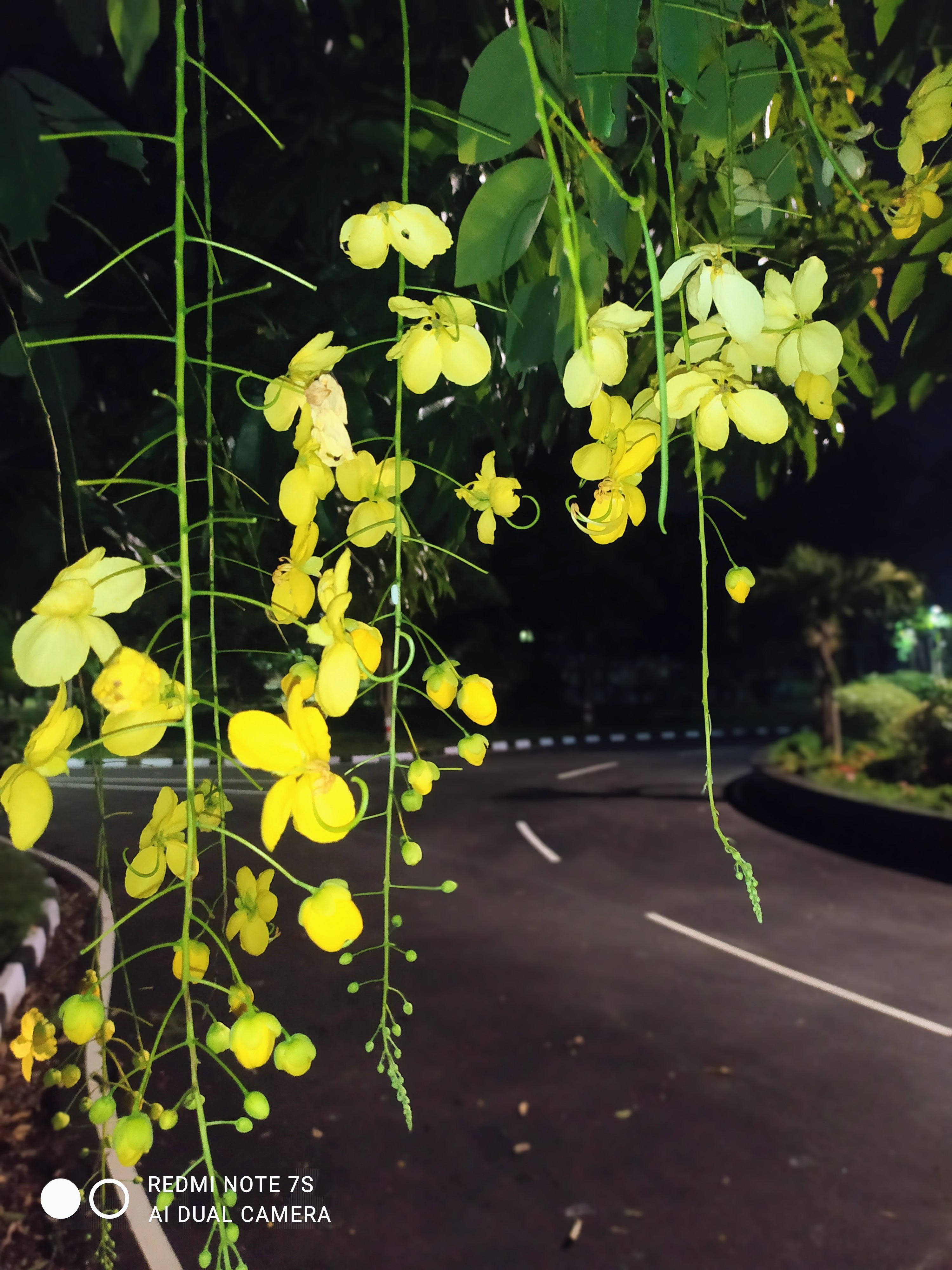 Hanging Yellow Blossoms at Night