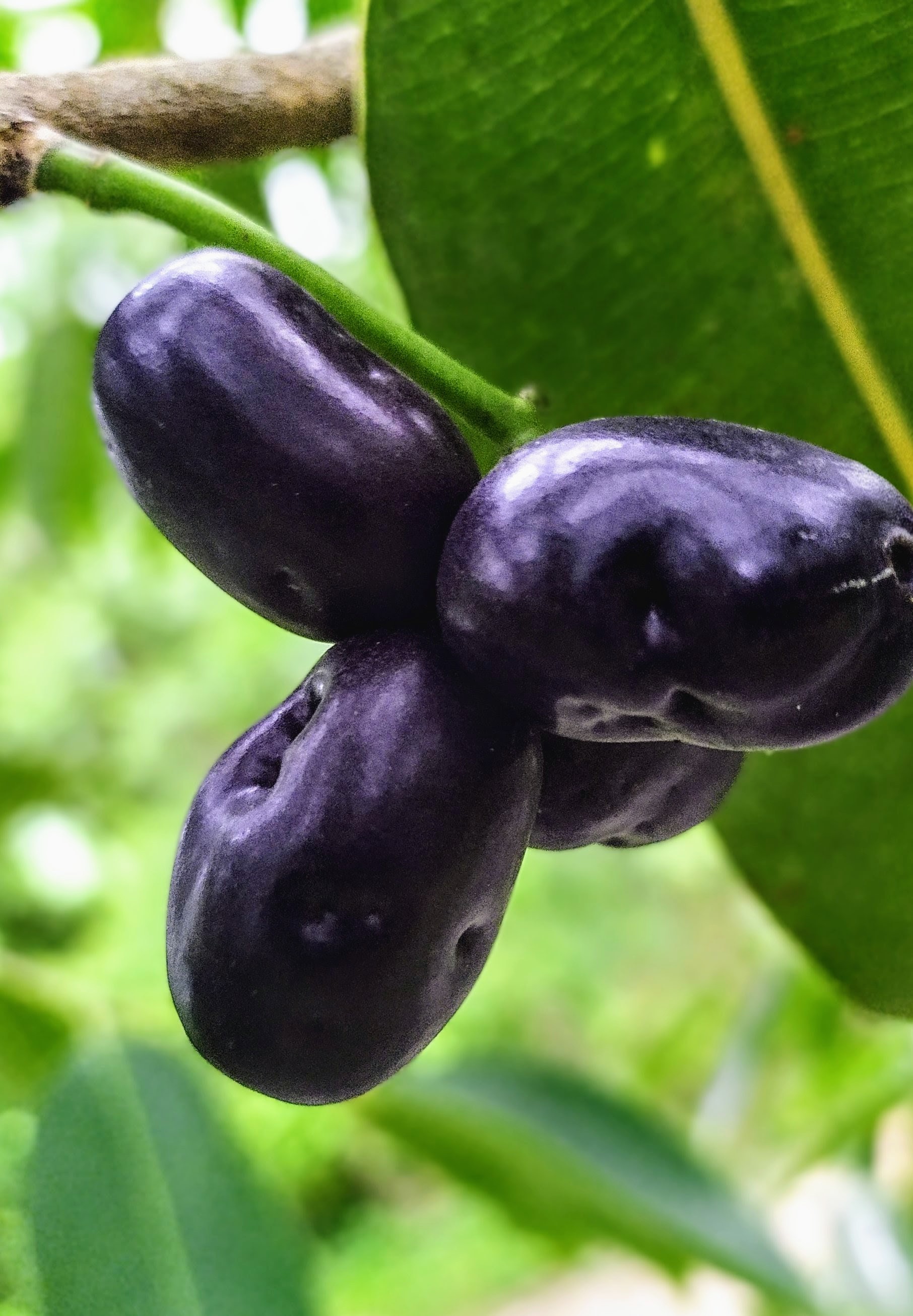 Purple Fruit in Close Focus
