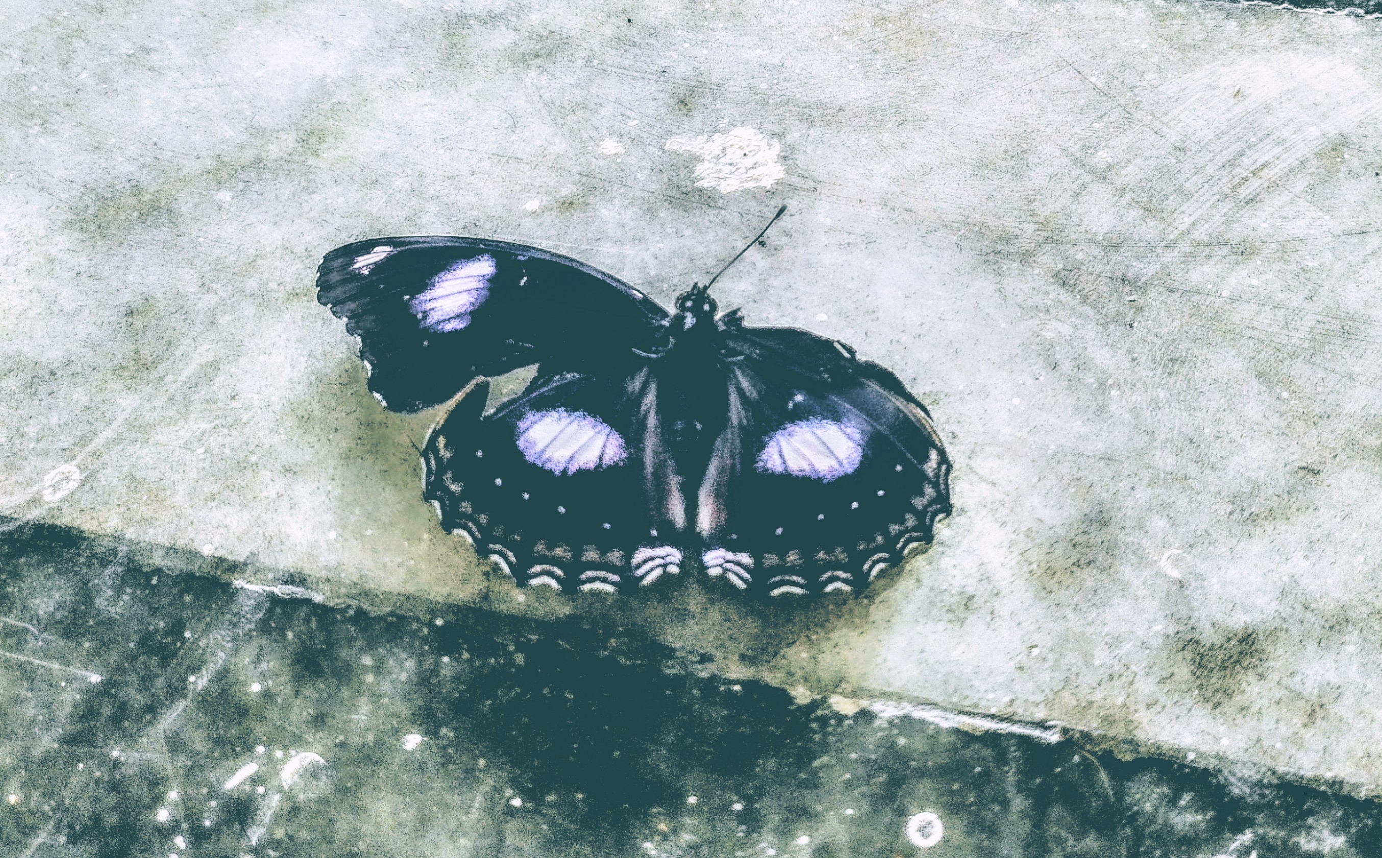 Butterfly on Concrete