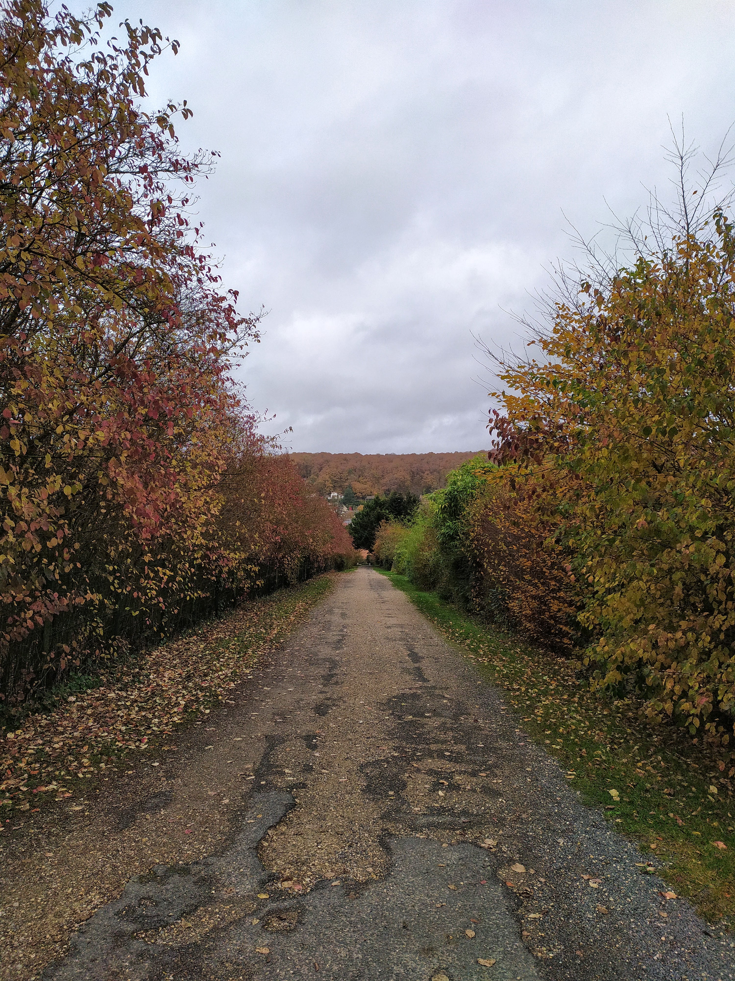 Autumn Path Between Trees