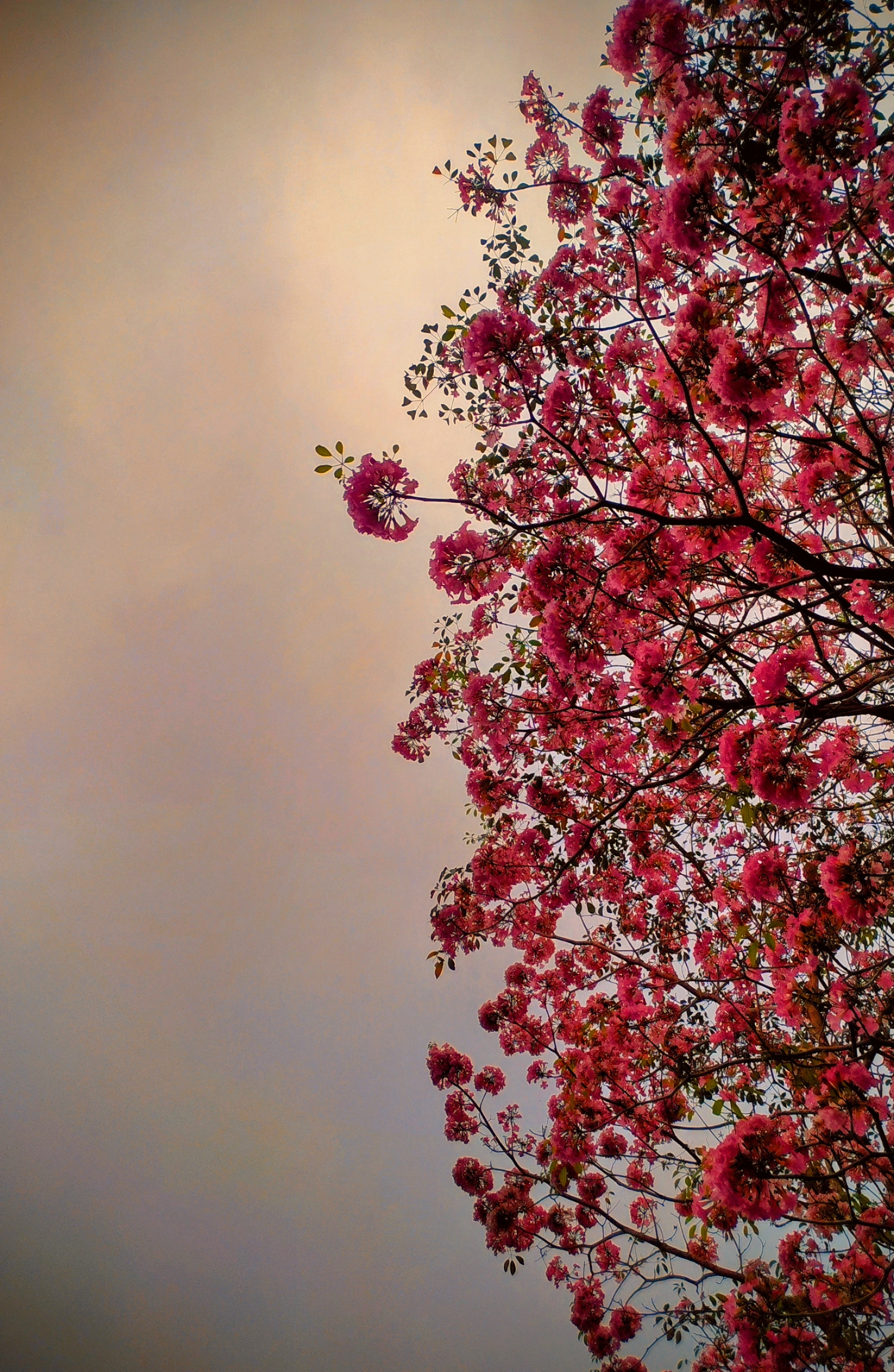 Pink Blossoms Against the Sky