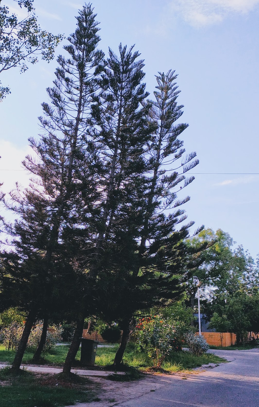 Evergreen Reaching Skyward